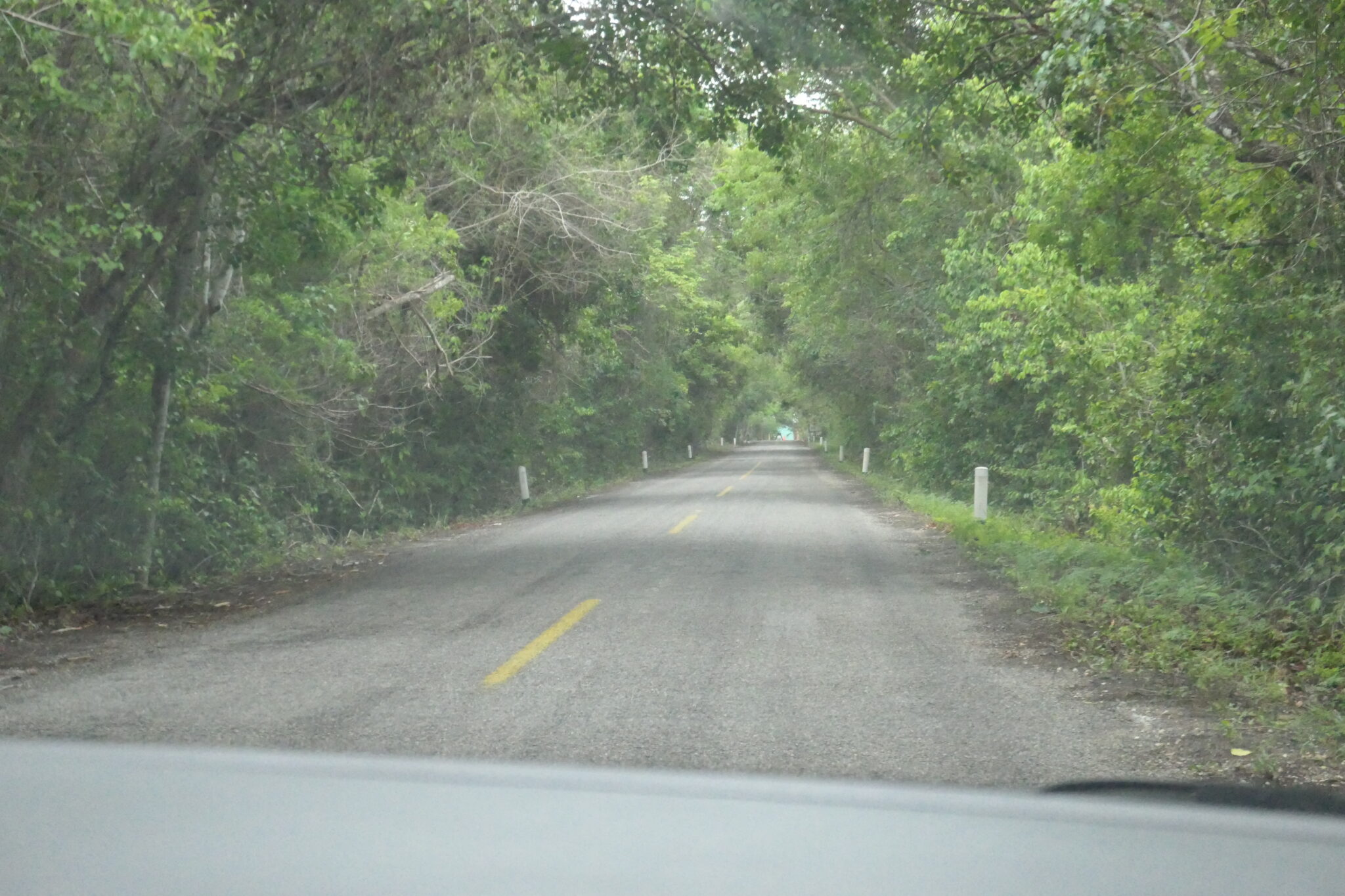 Mexikanischer Dschungel und die Maya-Ruinen von Calakmul - Krümel's ... Mexikanischer Dschungel und die Maya-Ruinen von Calakmul - Krümel's ...